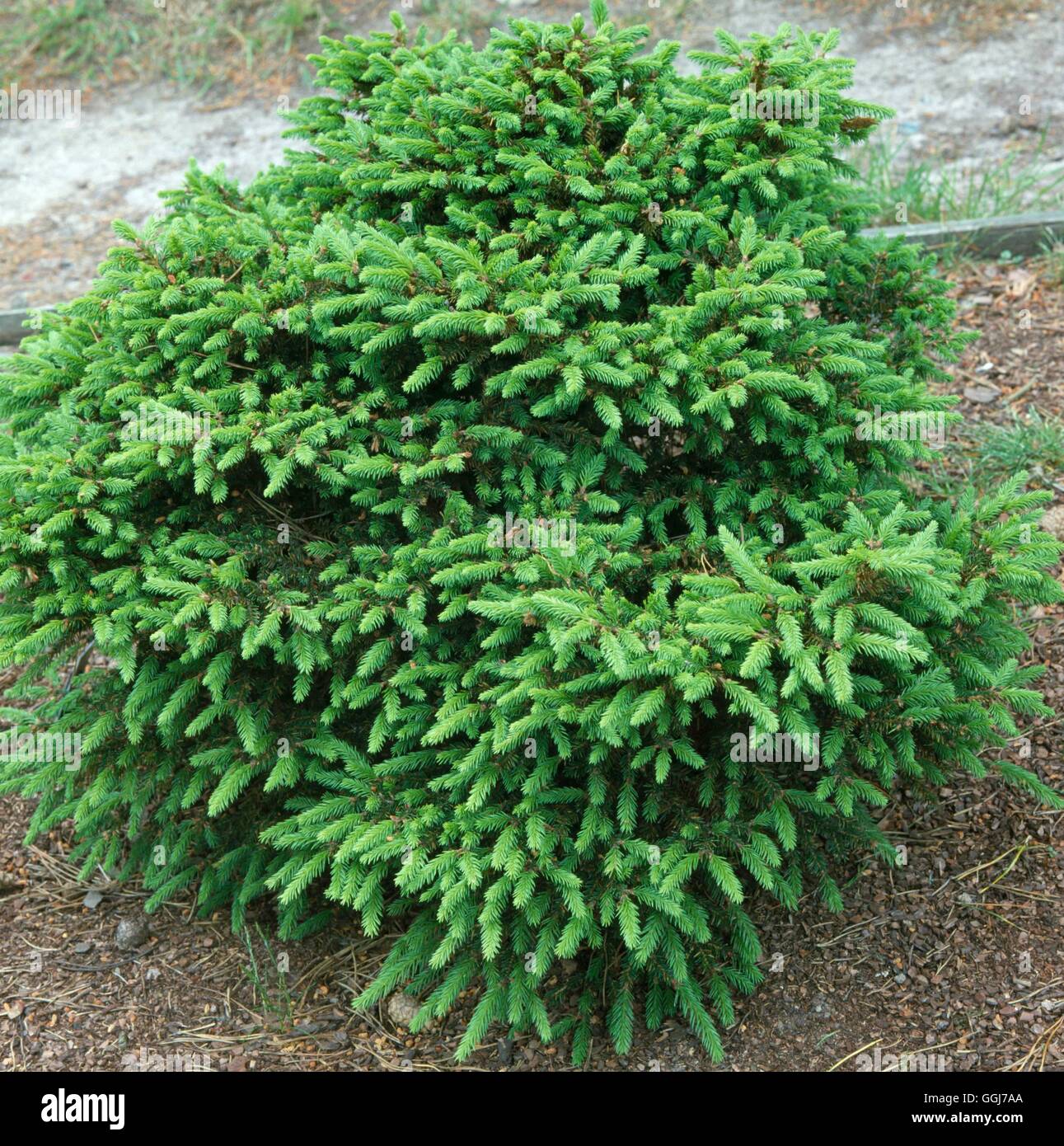 Picea abies - `Clanbrassiliana'   CON055758 Stock Photo